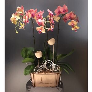 Phalaenopsis in wooden vase