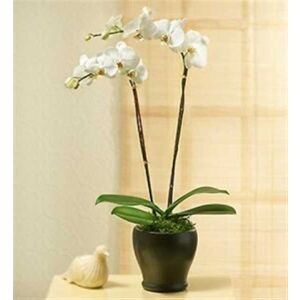 PHALEONOPSIS ORCHID PLANT IN POT WITH TWO STEMS